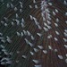 シロユビトゲクサビライシ