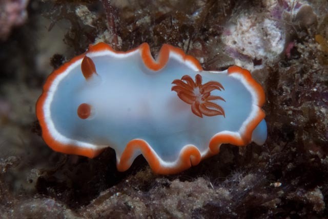 Ardeadoris averni