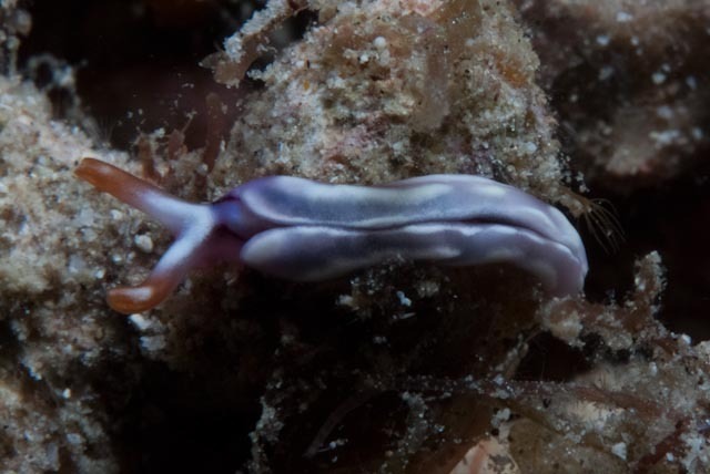 White-marked Taco Slug