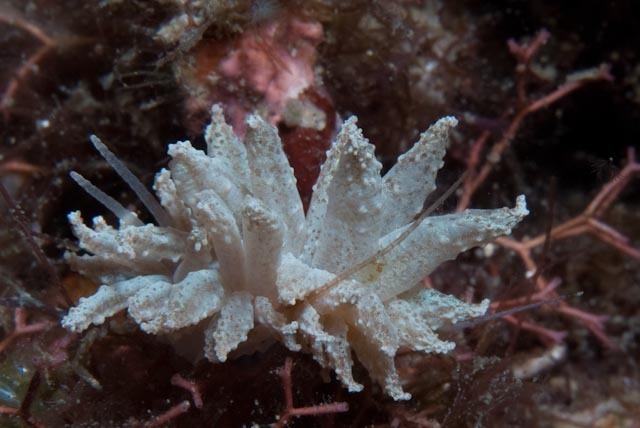 Beaded Soft Coral Eater