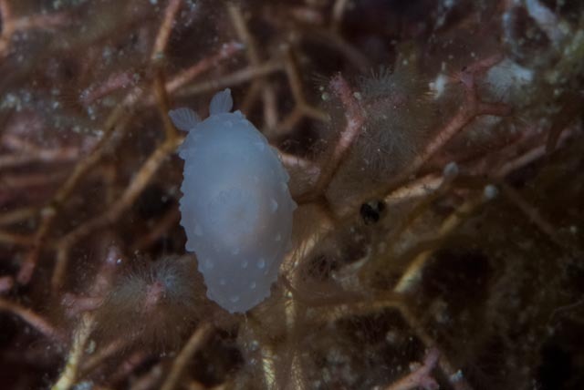 Gymnodoris tuberculosa