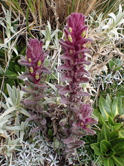 Neobartsia