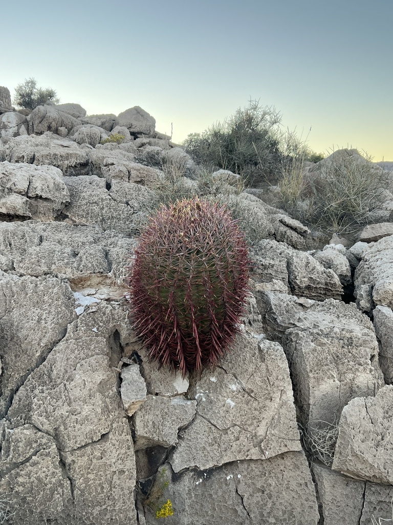 California Barrel Cactus from S Las Vegas Blvd, Henderson, NV, US on