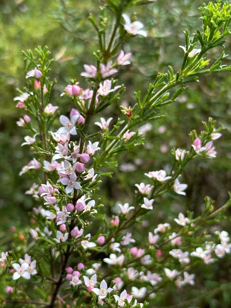 Sticky Boronia from Jerrawangala National Park, Jerrawangala, NSW, AU ...