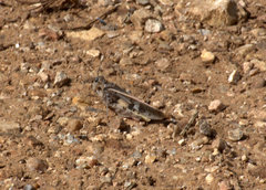 Cratypedes neglectus