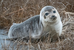 Pagophilus groenlandicus