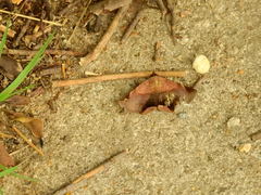 Psimada quadripennis