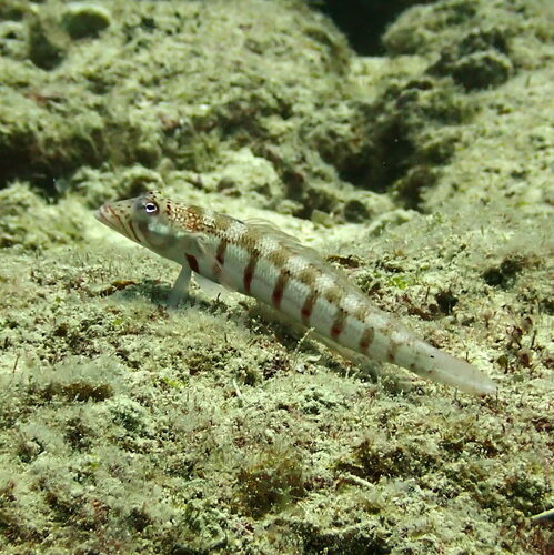 Parapercis multiplicata observed 2023-10-07