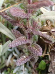 Neobartsia