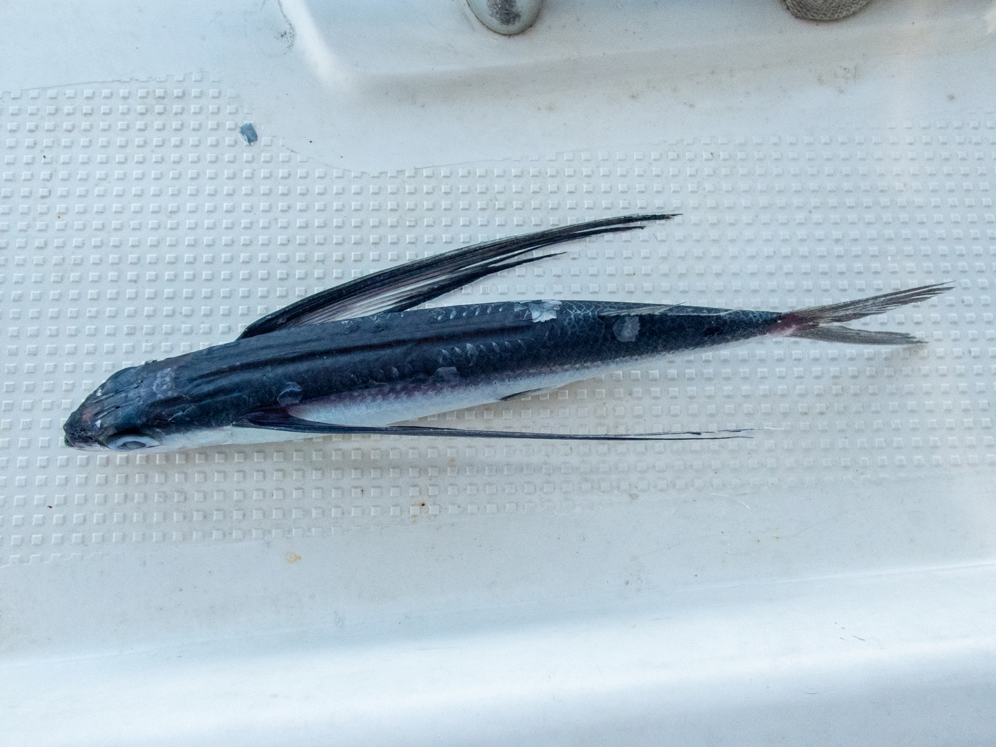 Whitespot Flyingfish photo 5