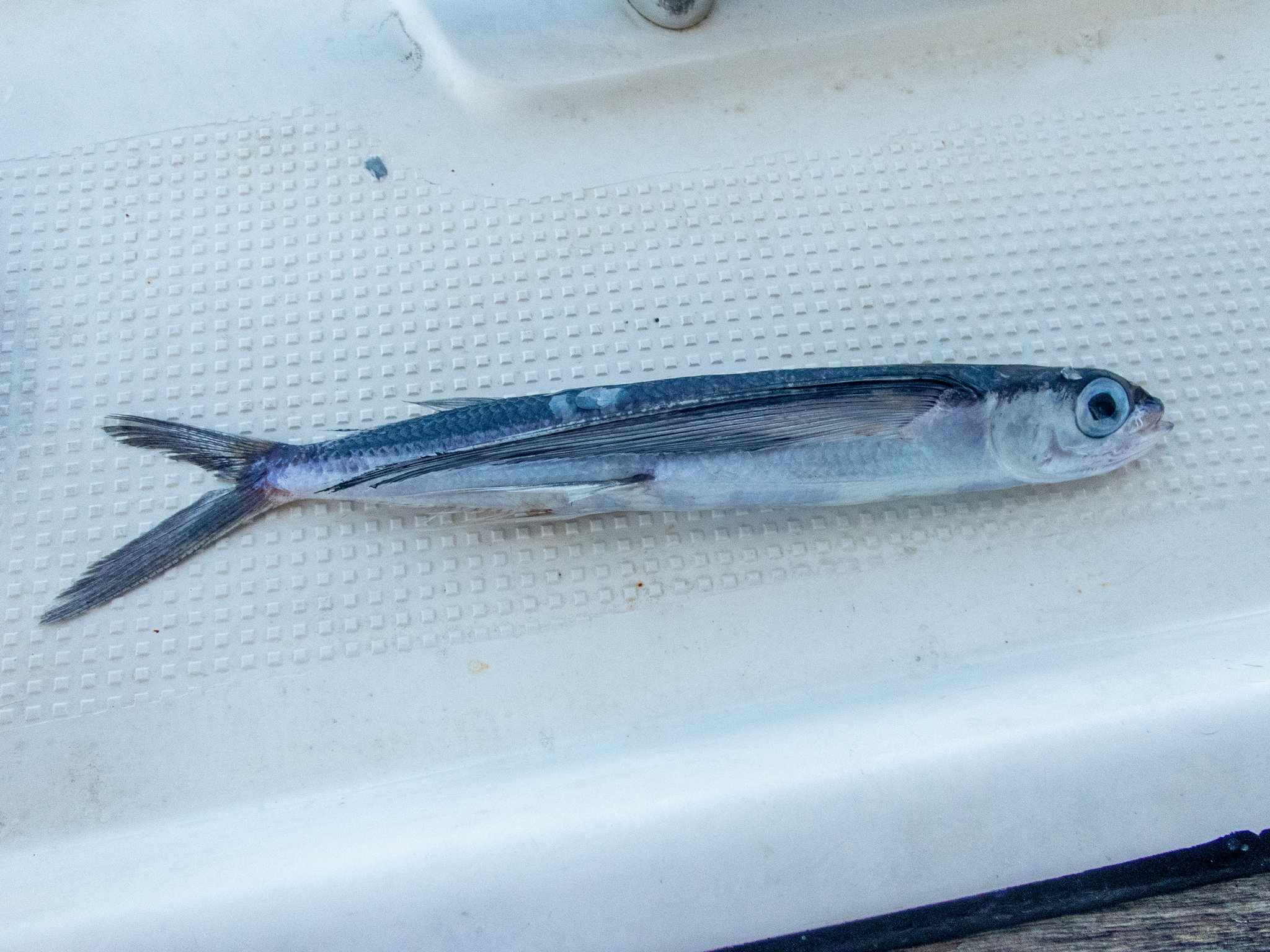 Whitespot Flyingfish photo 4