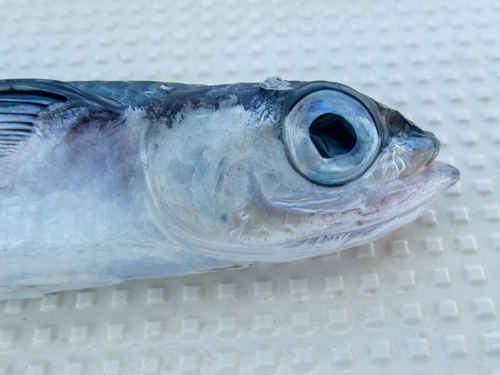 Whitespot flyingfish (Hirundichthys albimaculatus) — Exocoetidae — 2