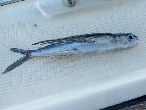Whitespot flyingfish (Hirundichthys albimaculatus) — Exocoetidae