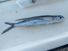 Whitespot Flyingfish photo 1