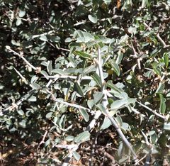 Ceanothus cordulatus