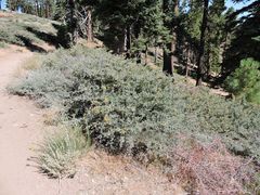 Ceanothus cordulatus