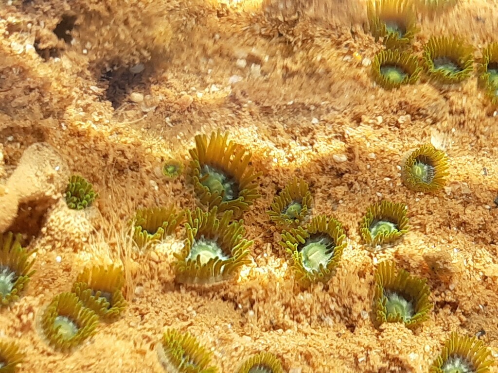 Violet Zoanthids from Port Hedland, WA, Australia on October 4, 2023 at