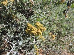 Ceanothus cordulatus