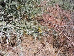 Ceanothus cordulatus