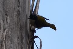 Melithreptus chloropsis