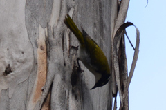 Melithreptus chloropsis