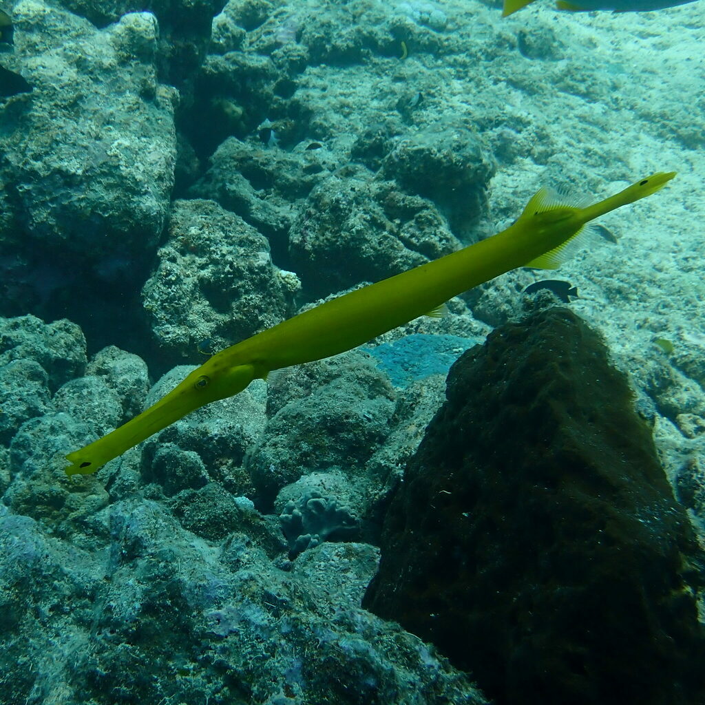 Photo of Pacific trumpetfish (Aulostomus chinensis)