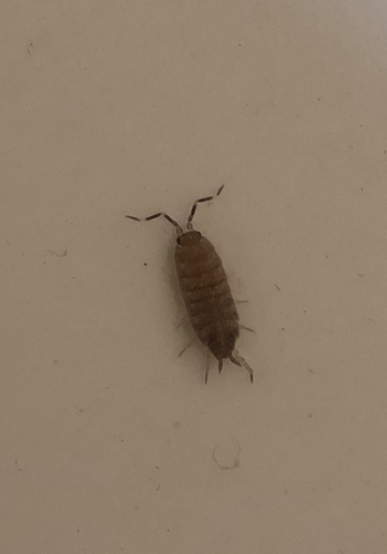 Porcellionides pruinosus