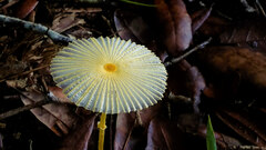 Leucocoprinus fragilissimus image