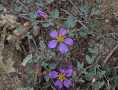 Fagonia chilensis