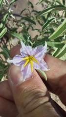 Solanum elaeagnifolium