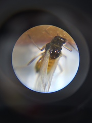 Aphis spiraecola