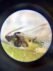 Aphis spiraecola