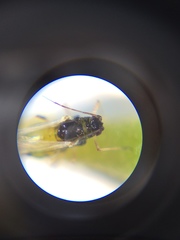 Aphis spiraecola