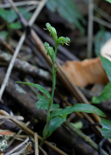 Habenaria hastata