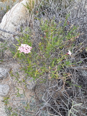 Stenotis × gracilenta