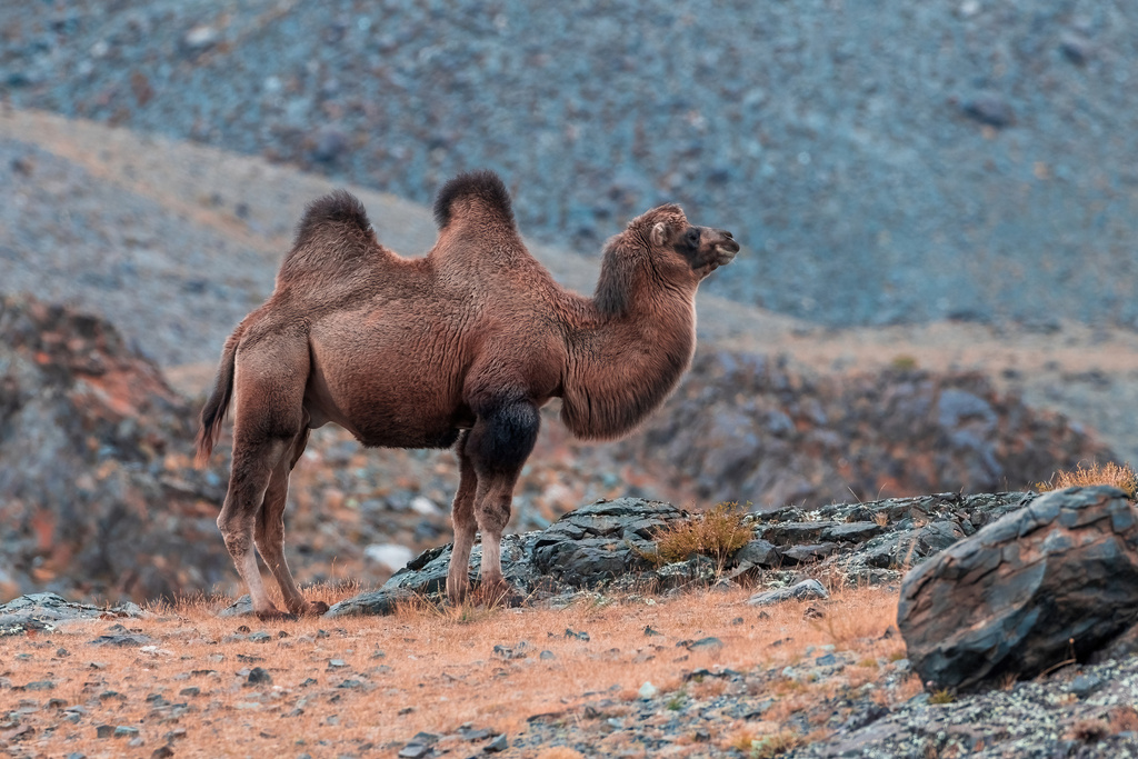 Domestic Bactrian Camel from Кош-Агачский р-н, Респ. Алтай, Россия on ...