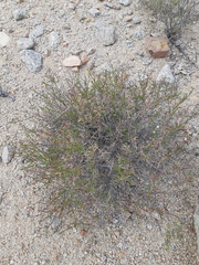 Stenotis × gracilenta