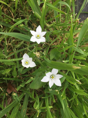 Ornithogalum umbellatum