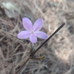 Pseuderanthemum praecox