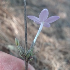Pseuderanthemum praecox