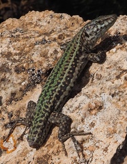 Podarcis pityusensis