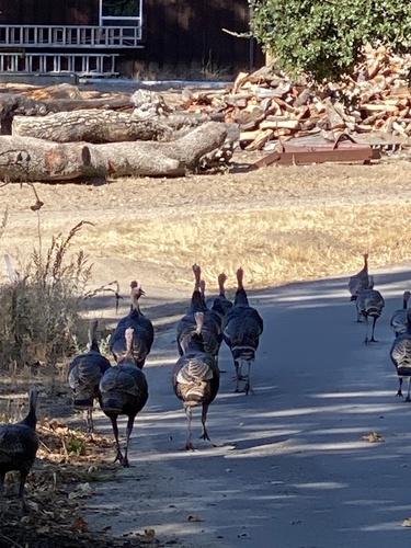 iNaturalist observation photo of Wild Turkey