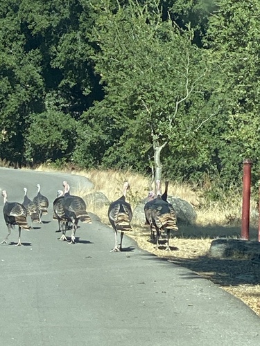 iNaturalist observation photo of Wild Turkey