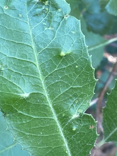 iNaturalist observation photo of toyon gall thrips