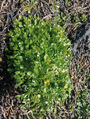 Image of Lepidium flexicaule by (c) John Barkla, some rights reserved (CC BY)