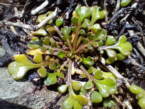 Image of Coastal Cress (Lepidium flexicaule) by (c) John Barkla, some rights reserved (CC BY)