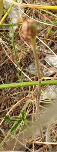 Image of Caladenia argocalla by (c) Rosalie Lawrence, some rights reserved (CC BY)