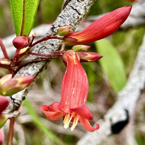 Marianthus erubescens, photograph 3