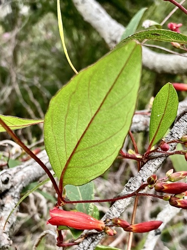 Marianthus erubescens, photograph 4