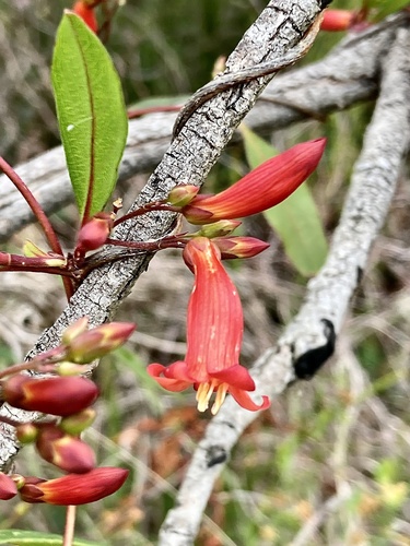 Marianthus erubescens, photograph 5